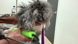 Grooming a severely matted dog !