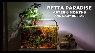 Low-tech nano BETTA PARADISE after 6 months - BIG update and baby Bettas