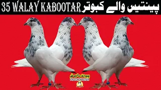 35 walay kabootar High Flyer Pigeons Pure Sialkoti Breed Pure Pigeon Breed