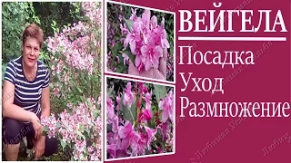 Вейгела Посадка и уход в открытом грунте. Цветущие кустарники