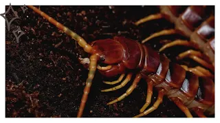 Сколопендра насекомое. Образ жизни и среда обитания сколопендры