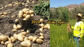 يبدأ موسم تلقيع بطاطس على واد غيس 2024 ..نواحي الحسيمة