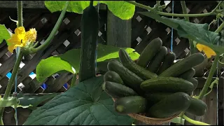 Growing Cucumber from Seeds