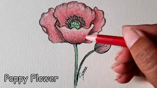 How to Draw Poppy Flower | Colors Pencil | Sinoun Drawing