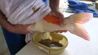 japanese koi spawning