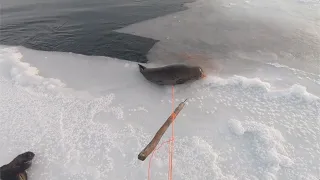 Hunting Seals in Open Hole in Ice with 17WSM and Harpoon. January 2019