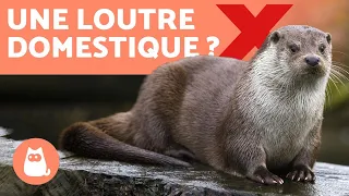 Est-ce que je peux avoir une loutre domestique ? ❌