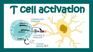 T cell activation | What are the 3 signals for T cell activation? T cell differentiation| Immunology
