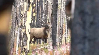 ROLLER COASTER ROCKY MOUNTAIN ELK HUNT - EP 19 - LAND OF THE FREE