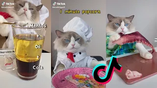 Cats Make Food 2022 ♥ That Little Puff Tiktok Compilation #28