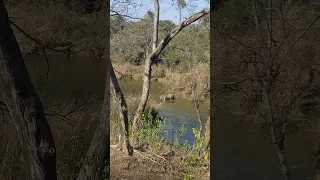 Tiger 🐅 attack crocodile 🐊 Ranthambhore national park 🙂🙂#shorts #shortsfeed #shortvideo #tiger