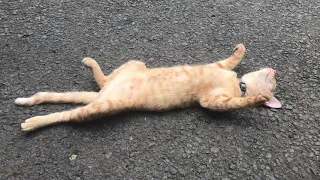 Kucing Pura-Pura Mati Padahal Tidur  Tapi Pura-Pura Tidur Padahal Bangun