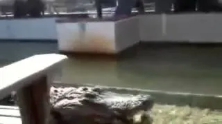 Alligator Eats Man's Hand