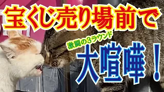 ニャン！もびっくり！店の前でよそのネコVSよそのネコの出血大乱闘！　#CAT FIGHTING ＃猫ケンカ　＃猫バトル ＃猫喧嘩　＃猫 喧嘩　＃ブレイキングダウン