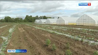 Тепличный городок в районе имени Лазо поможет обеспечить продовольственную безопасность края