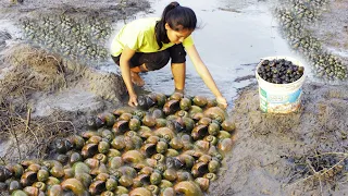 Fishing season come When the water recedes In the field - A lot of Catch Snail Crab A lot Amazing!