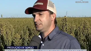 Sorgo é opção de baixo custo aos produtores