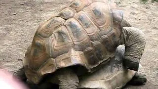 Humping Tortoises