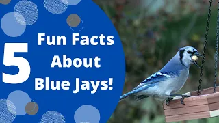 5 Fun Facts About Blue Jays!