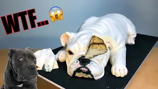 Dog Reaction to Cutting Cake - Funny Dog Cake Reaction Compilation