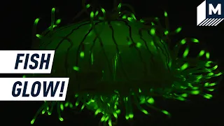 The Secret Life of Biofluorescent Sea Creatures | Mashable