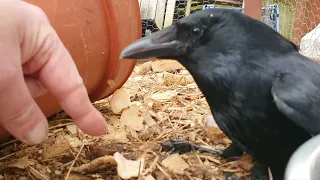 Mean Crow