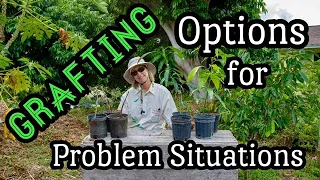 Mango Grafting Options for Problem Situations