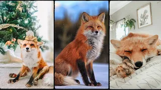 Things You Need To Know About Red Fox | Red Fox Documentary | Cute Red Fox