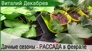 Дачные сезоны с Виталием Декабревым. РАССАДА.