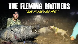 BIG BOARS IN BAD SPOTS! HUNTING WITH DOGS!
