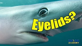 Shark Eyesight | SHARK ACADEMY