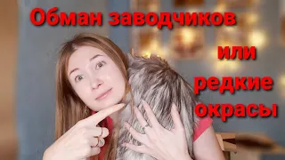 Что такое "РЕДКИЕ ОКРАСЫ" кошек? Болезни связанные с окрасом.