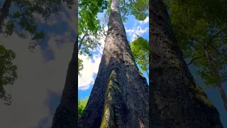 Wow❤️ #rainforest #travel #tropical #tree #trees #borneo #sepilok #sandakansabah #sabah #malaysia