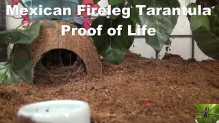 Mexican Fireleg Tarantula Looking For Proof of Life (Brachypelma boehmei)