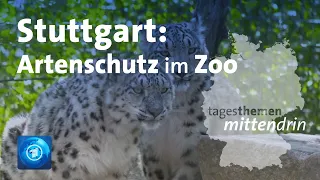 Stuttgart: Artenschutz im Zoo | tagesthemen mittendrin