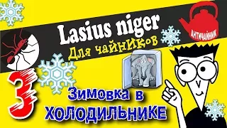 Муравьи для Чайников. Как провести зимовку для Lasius niger