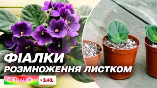 Як виростити фіалку з листочка – Поради новачкам від Олени Самойлюк