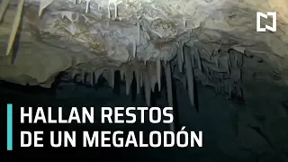Hallan restos de Megalodón en Yucatán - Despierta