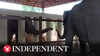 ‘World’s loneliest elephant’ arrives safely in Cambodia