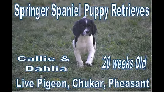 Puppy Retrieves with Callie and Dahlia 20 week Old Springer Spaniels with Pigeon, Chukar, Pheasant.