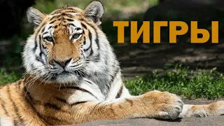 Tigers: Big Cats of The Wild | Endangered Species | Why We Should Worry about Tigers | Save Tigers