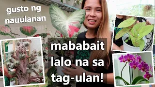 HALAMAN NA MAGANDA ITANIM TUWING TAG-ULAN! || Madadaling Alagaan Sa Tag-ulan