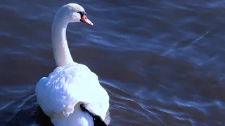 Sa majesté le CYGNE 4k