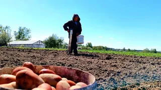 Один в деревне. Мой быстрый способ сажать бульбу в деревне