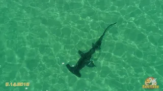 Hammerhead near the beach in Miramar Beach - video by Birds iView