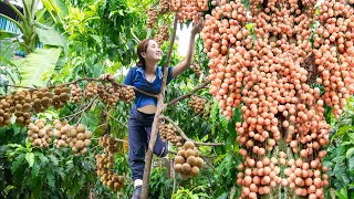 Harvesting BONBON ( Langsat Fruit ) with his disabled younger brother Goes to the market sell