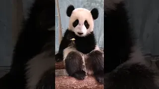 Мы с ДядеЙ бОльШие ДрузЬя МоскОвский зооПарк🐼🤣👀👍🔥🥰baBy panDa MOScow zoo🐼🤣👀👍🔥🥰