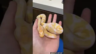 Veterinarian Discusses Albino Ball Python Facts