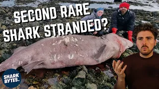 TWO Small-Tooth Sand Tiger Shark Strandings in UK!?
