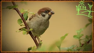 Голоса птиц Как поёт Воробей полевой (Passer montanus)